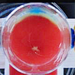 コップ内の液体の対流の様子２番目の写真