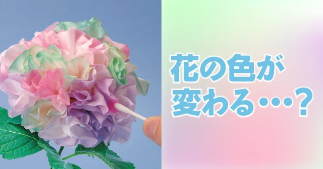 花の色が変わる 自由研究におすすめ 家庭でできる科学実験シリーズ 試してフシギ Ngkサイエンスサイト 日本ガイシ株式会社