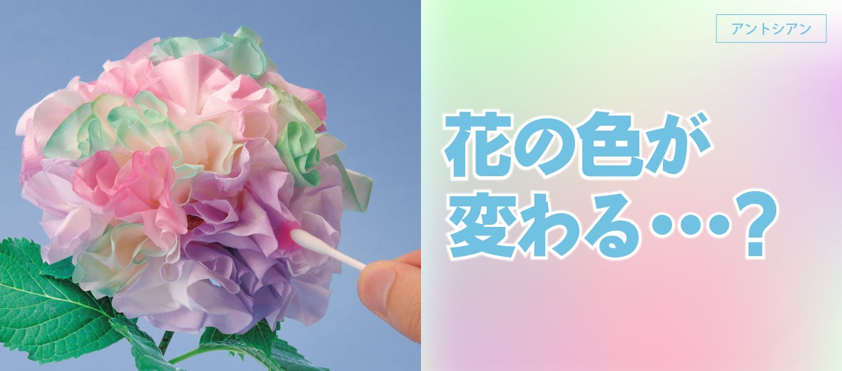 アントシアン 花の色が変わる 自由研究におすすめ 家庭でできる科学実験シリーズ 試してフシギ Ngkサイエンスサイト 日本ガイシ株式会社