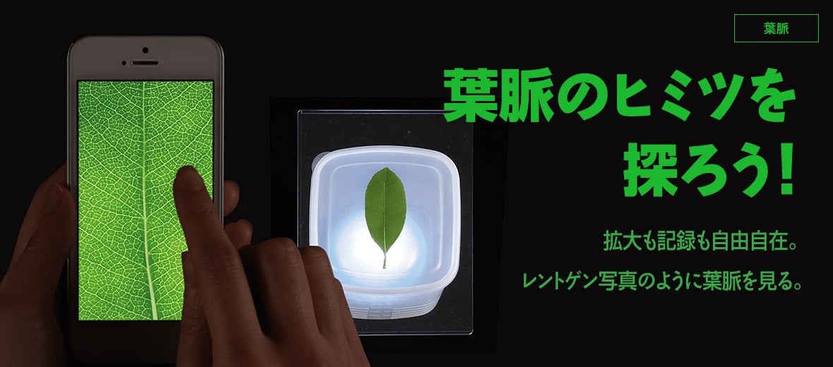 葉脈のヒミツを探ろう！