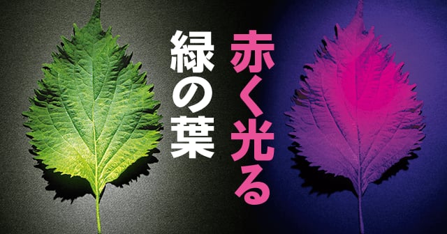 赤く光る緑の葉 自由研究におすすめ 家庭でできる科学実験シリーズ 試してフシギ Ngkサイエンスサイト 日本ガイシ株式会社