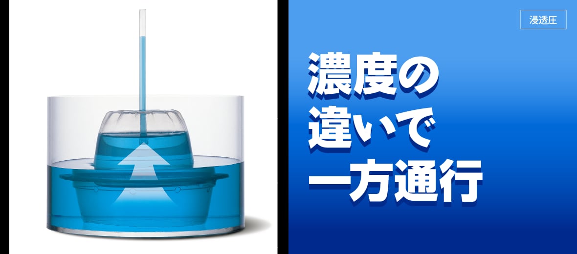 濃度の違いで一方通行