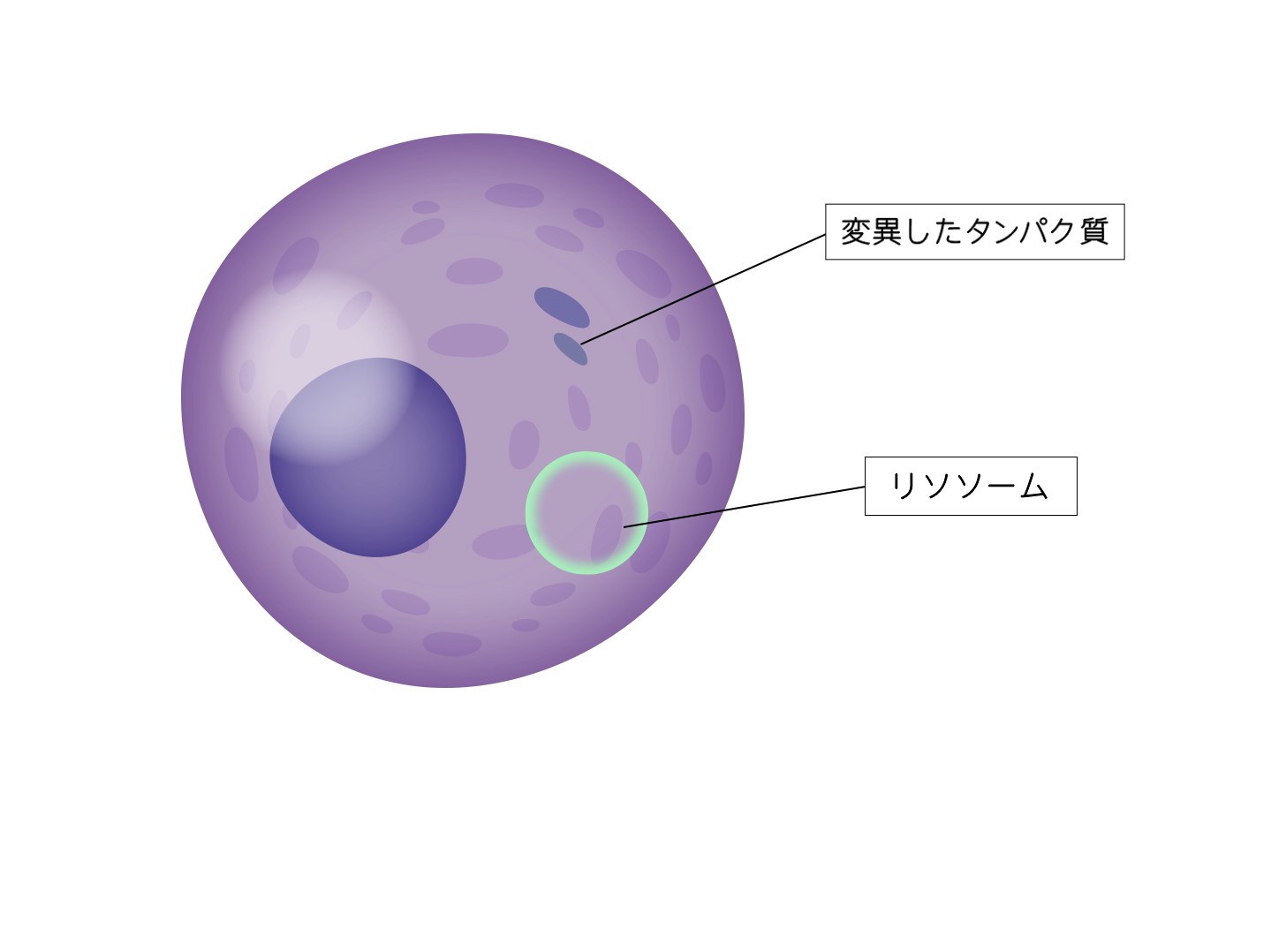細胞の解説図