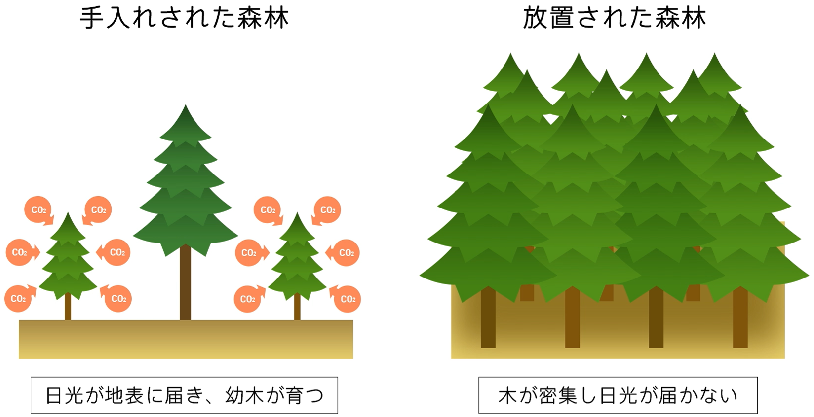 木材の解説図
