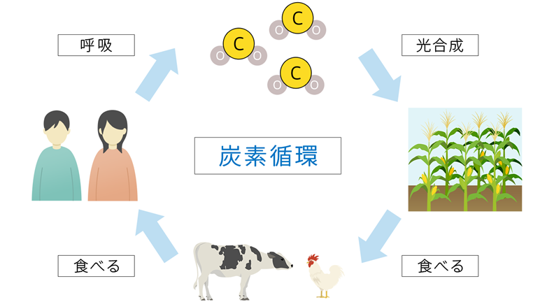 炭素の解説図