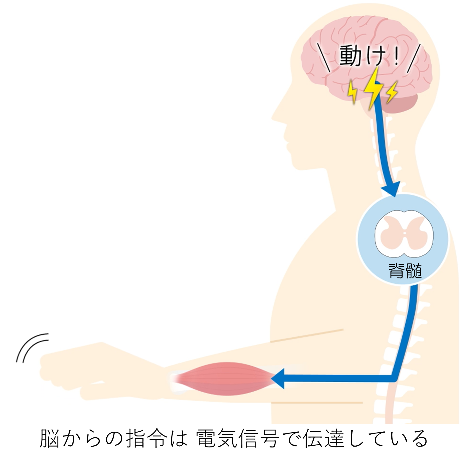 生体電気の解説図