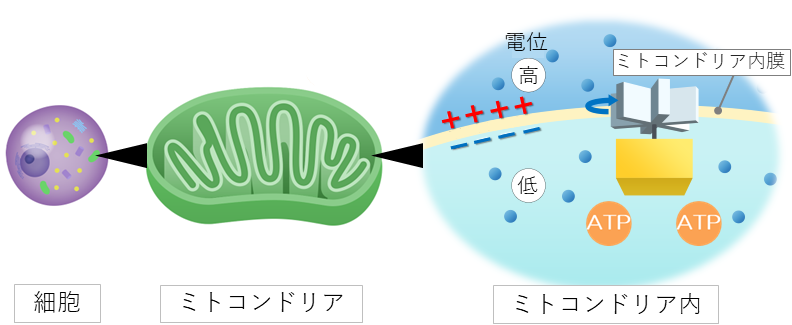 生体電気の解説図