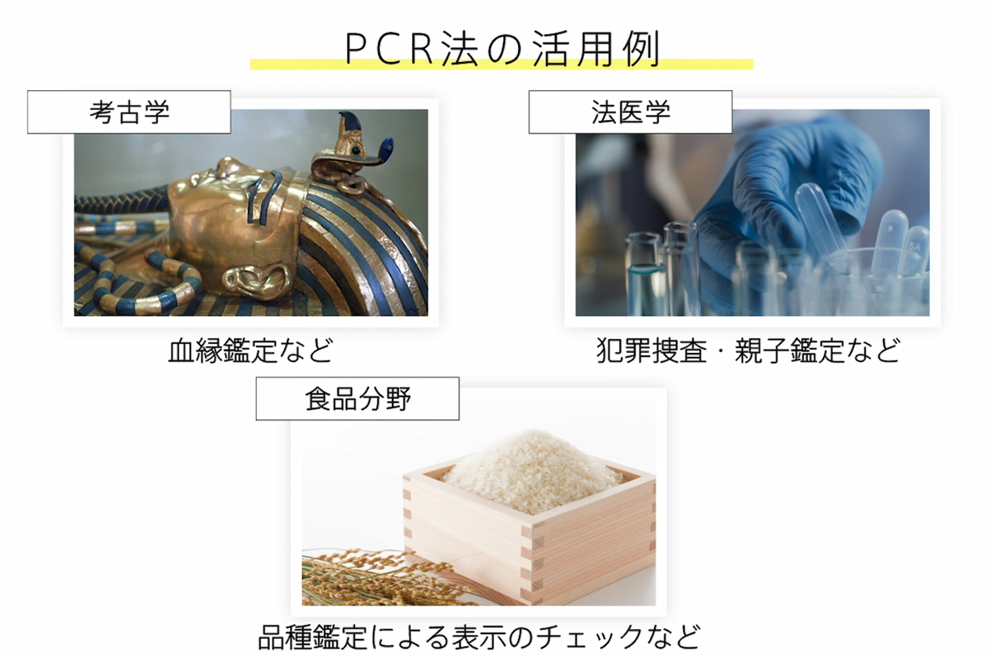 PCR法の活用例：考古学、法医学、食品分野